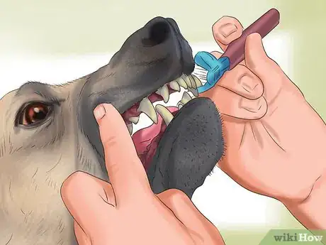 Imagen titulada Care for an Italian Greyhound Step 12