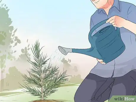 Imagen titulada Plant Cedar Trees Step 14