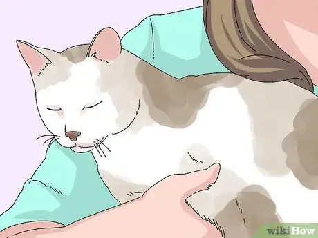 Imagen titulada Make a Cat and Dog Get Along Step 6