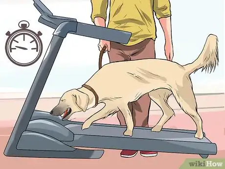 Imagen titulada Get a Dog to Use a Treadmill Step 5