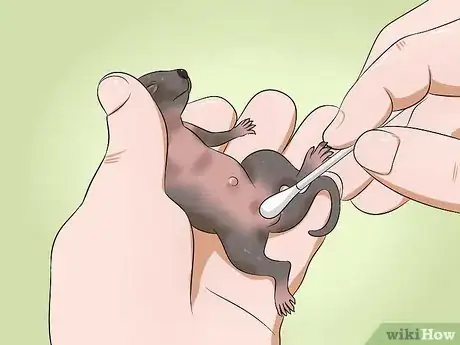 Imagen titulada Raise a Baby Squirrel Step 16