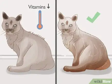 Imagen titulada Identify Worms in a Cat Step 3