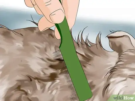 Imagen titulada Detect Fleas Step 5