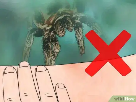 Imagen titulada Pick up a Tarantula Step 7
