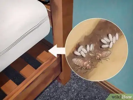 Imagen titulada Identify a Bed Bug Infestation Step 1