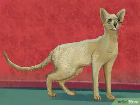 Imagen titulada Identify a Siamese Cat Step 1