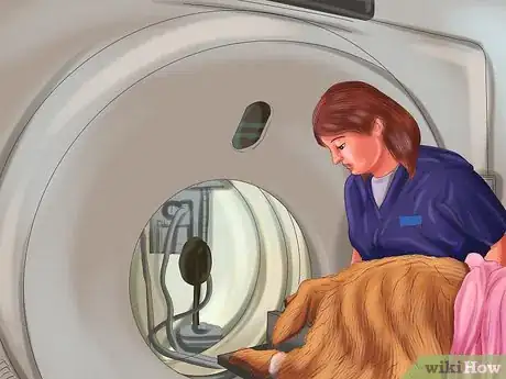 Imagen titulada Treat Aspergillosis in Dogs Step 3