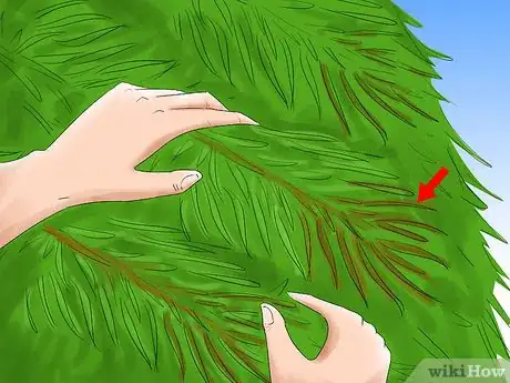 Imagen titulada Care for a Christmas Tree Step 2