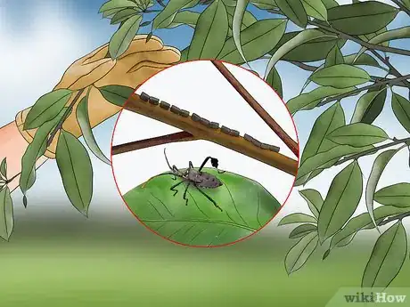 Imagen titulada Kill Leaf Footed Bugs Step 8