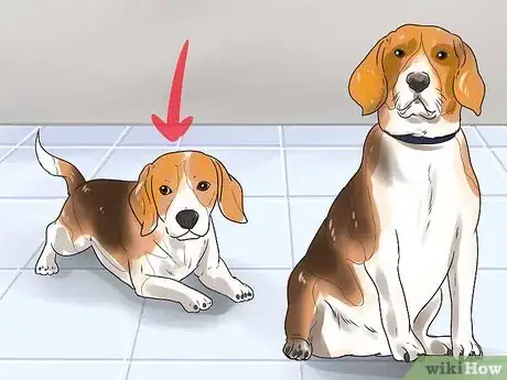 Imagen titulada Take Care of a Beagle Puppy Step 18