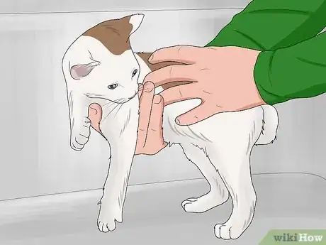 Imagen titulada Bathe a Kitten Step 10