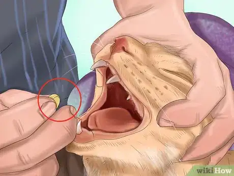 Imagen titulada Give Gabapentin to Cats with Cancer Step 6