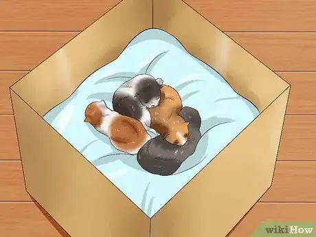 Imagen titulada Care for a Stray Kitten Step 4