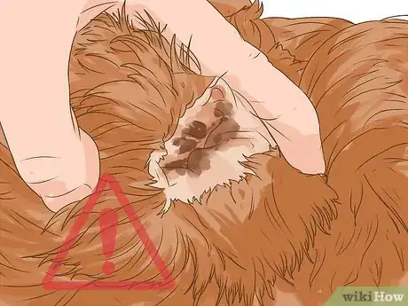 Imagen titulada Clean a Cocker Spaniel's Ears Step 7