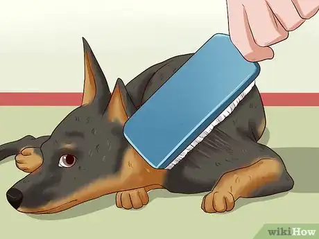 Imagen titulada Care for a Miniature Pinscher Step 17