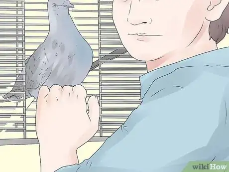 Imagen titulada Tame Pigeons to Be out of Cage Permanently Step 4