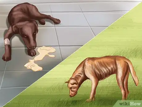 Imagen titulada Treat Aspergillosis in Dogs Step 2
