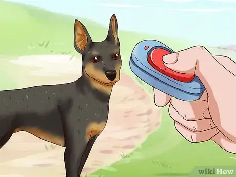 Imagen titulada Care for a Miniature Pinscher Step 10