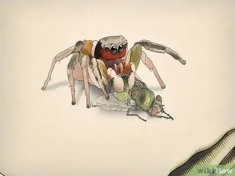 Imagen titulada Catch and Care for a Jumping Spider Step 7