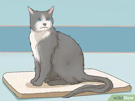 Imagen titulada Calm a Cat in Heat Step 3