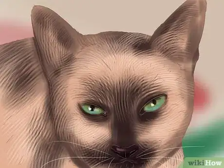 Imagen titulada Identify a Siamese Cat Step 6