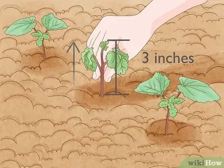 Imagen titulada Grow Okra Step 7
