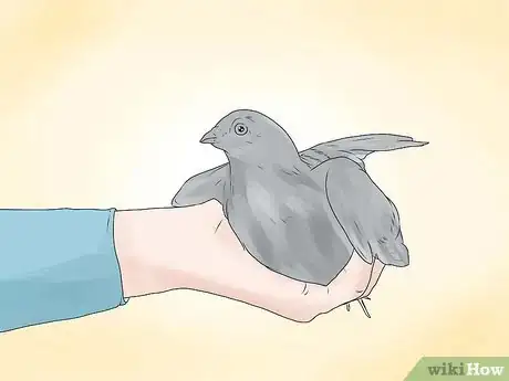 Imagen titulada Tame Pigeons to Be out of Cage Permanently Step 6