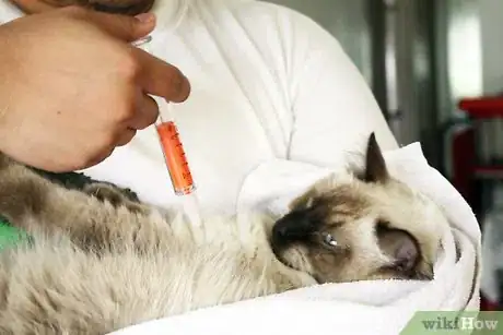 Imagen titulada Help a Sick Cat Step 10