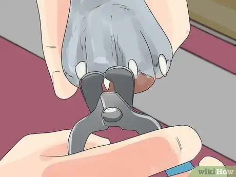 Imagen titulada Care for a Maltese Dog Step 9