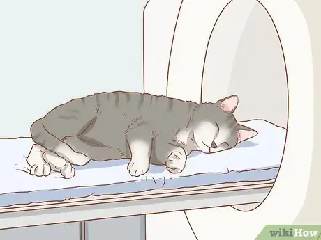 Imagen titulada Diagnose and Treat Hernias in Cats Step 8
