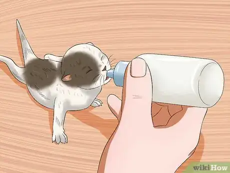 Imagen titulada Care for a Stray Kitten Step 7
