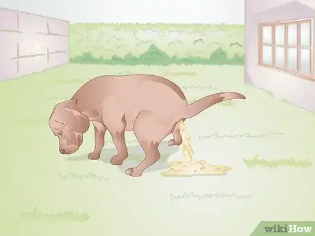 Imagen titulada Care for Your Dog After Being Neutered Step 3