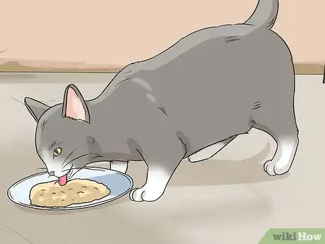 Imagen titulada Identify Cat Stool Problems Step 3