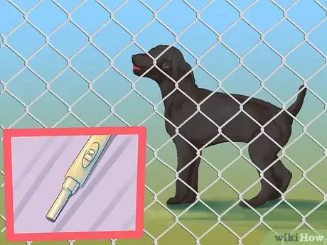 Imagen titulada Know if a Puppy Is Old Enough to Neuter or Spay Step 7