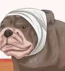 detener el sangrado de orejas de un perro