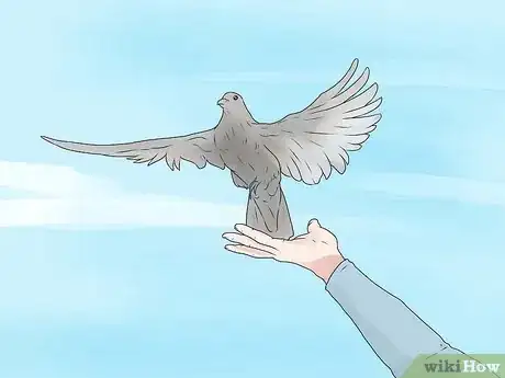 Imagen titulada Tame Pigeons to Be out of Cage Permanently Step 5