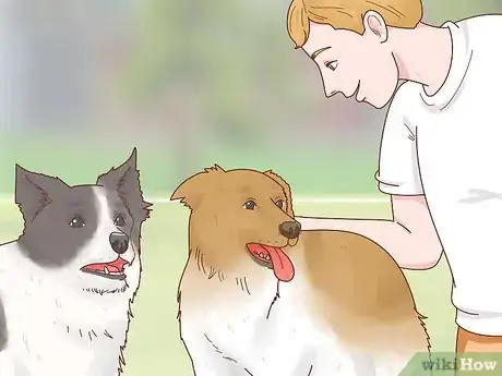 Imagen titulada Care for a Border Collie Step 13