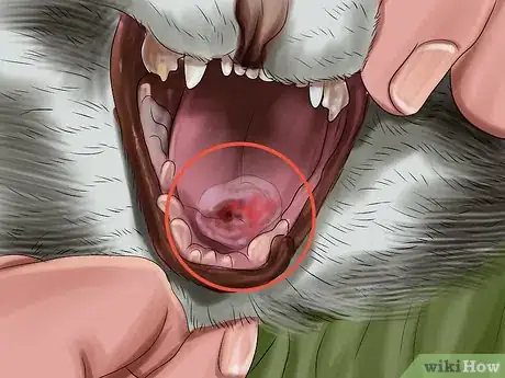 Imagen titulada Help a Cat That Swallowed String Step 12