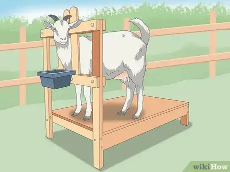 Imagen titulada Tell if a Goat Is Pregnant Step 2