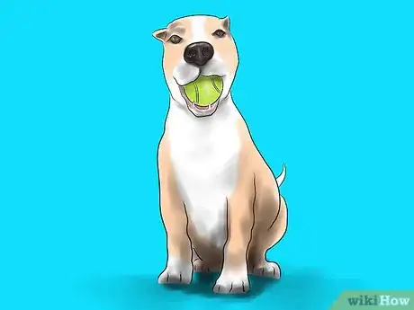 Imagen titulada Train a Pit Bull Step 9