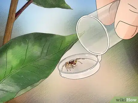 Imagen titulada Catch and Care for a Jumping Spider Step 5