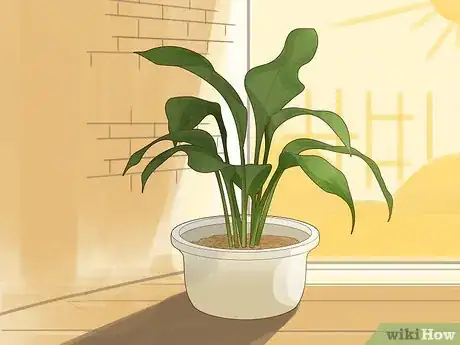 Imagen titulada Save an Overwatered Plant Step 7