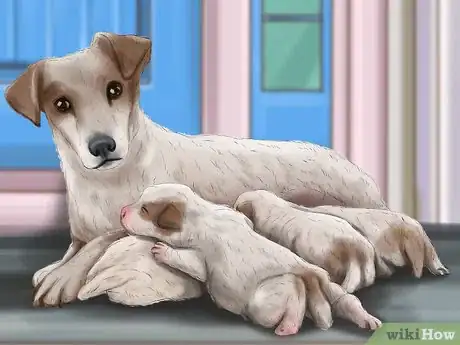 Imagen titulada Check the Weight of Newborn Puppies Step 1