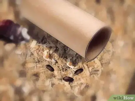Imagen titulada Breed Hissing Cockroaches Step 8
