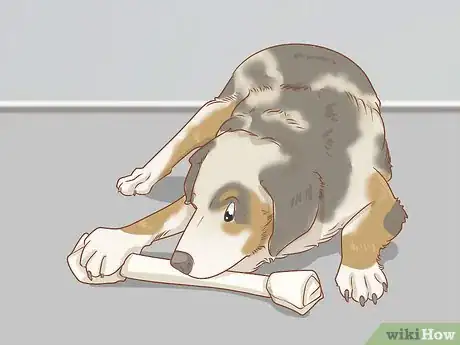 Imagen titulada Keep an Australian Shepherd Busy Step 7