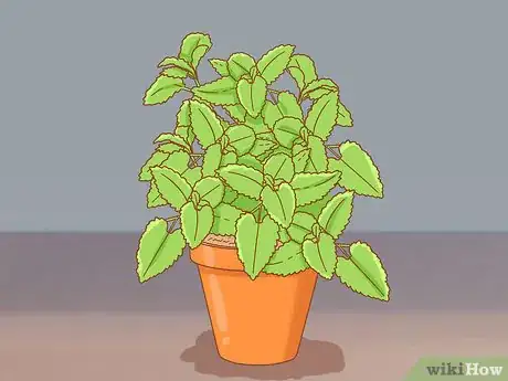 Imagen titulada Give Catnip to Your Cat Step 4