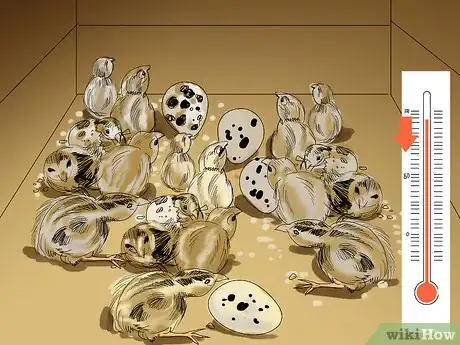 Imagen titulada Raise Quail Step 15