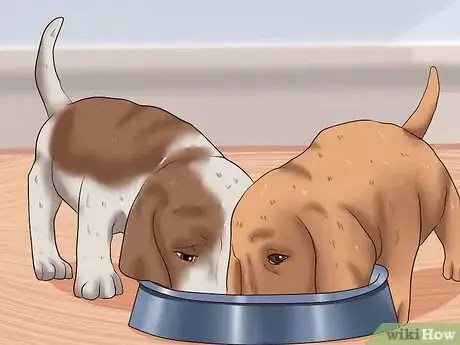 Imagen titulada Wean Puppies Step 7