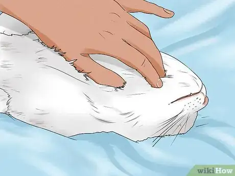 Imagen titulada Give Your Cat a Massage Step 2
