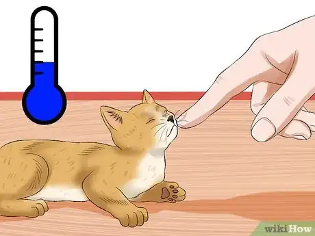 Imagen titulada Care for an Abandoned Kitten Step 5
